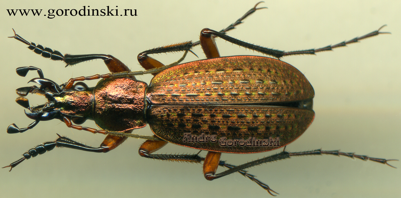 http://www.gorodinski.ru/carabus/Eccoptolabrus exiguus holwecki.jpg